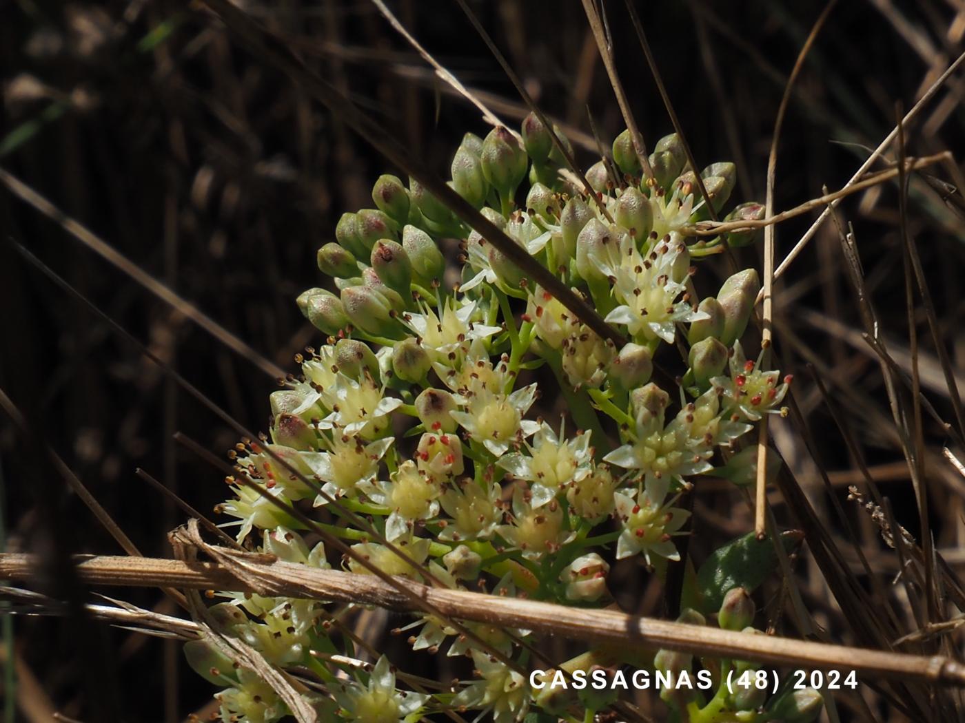 Orpine, (Large) flower